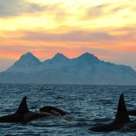 Fishermans Lofoten * Bostad